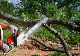 Best Root Management and Removal  in Westminster, TX