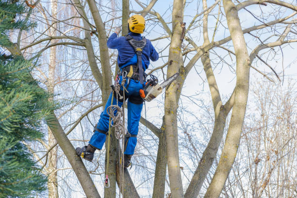 Best Hazardous Tree Removal  in Westminster, TX