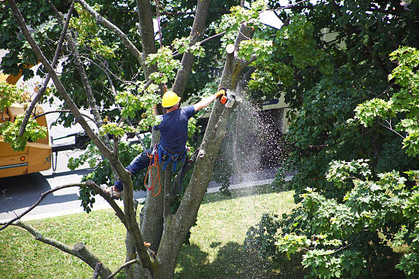 Best Residential Tree Removal  in Westminster, TX